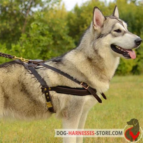 Tracking /Pulling Alaskan Malamute Leather Dog Harness [H5###1092 Malamute Pulling Harness ...