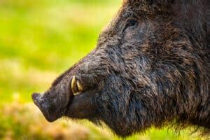 Wild Hog (Feral Hog) Population by State in 2024 - A-Z Animals