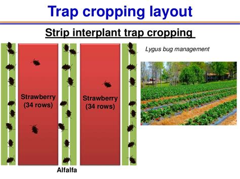 Trap cropping in vegetables 2012