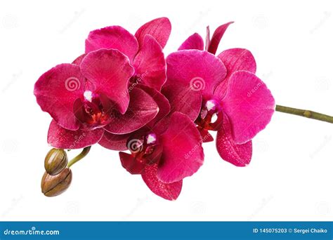 A Branch of a Beautiful Blooming Orchid of Red Shades, Isolated Stock Image - Image of fresh ...