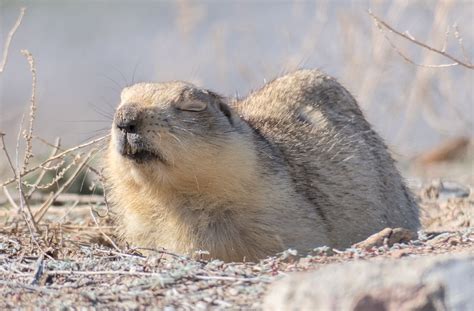 6 Animals That Hibernate During the Winter - Brightly