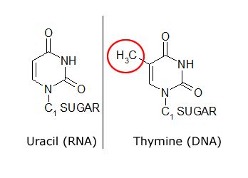 Molecular Biology of the Cell - Thymine vs. Uracil