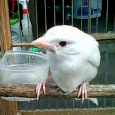 Kumpulan Foto Burung Cendet Albino | Burung Muda BeNG