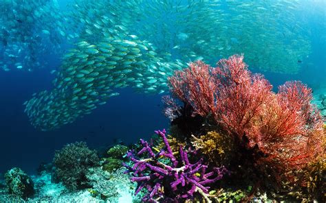 coral, Animals, Fish, Nature, Sea Wallpapers HD / Desktop and Mobile Backgrounds