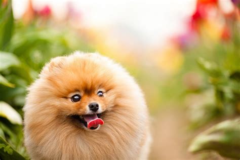 Pomeranian Full HD Wallpaper and Background Image | 1920x1280 | ID:394750