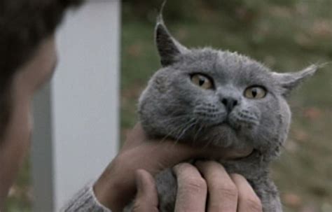 Pet Sematary 1989 Cat