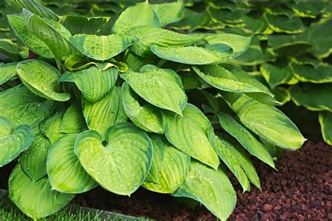 Hosta Varieties - 60 DifferentTypes of Hosta