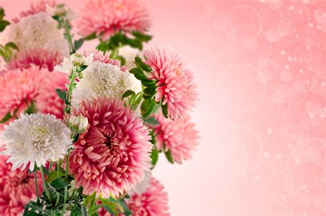 Beautiful Floral Background Free Stock Photo - Public Domain Pictures