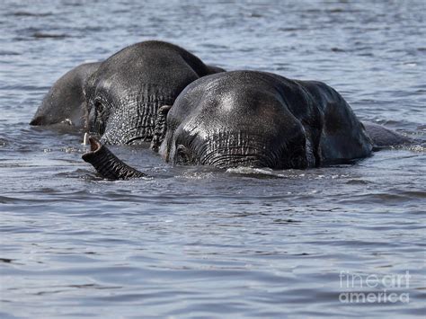 Two swimming elephants Photograph by Liz Leyden - Pixels