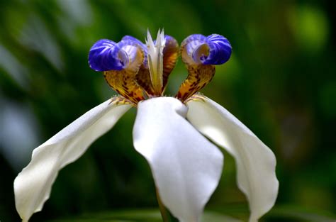 Walking Iris | Walking iris, Flowers, Plants