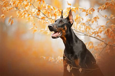 Download Dog Animal Doberman Pinscher HD Wallpaper