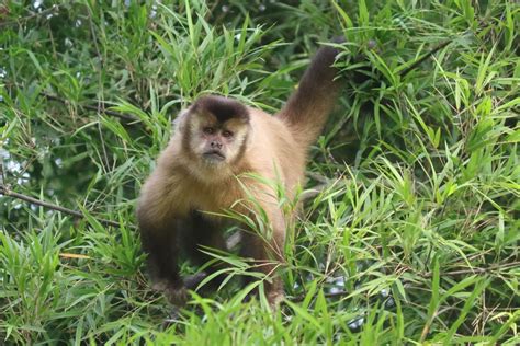 Hooded capuchin monkey at higher risk of extinction than realised ...