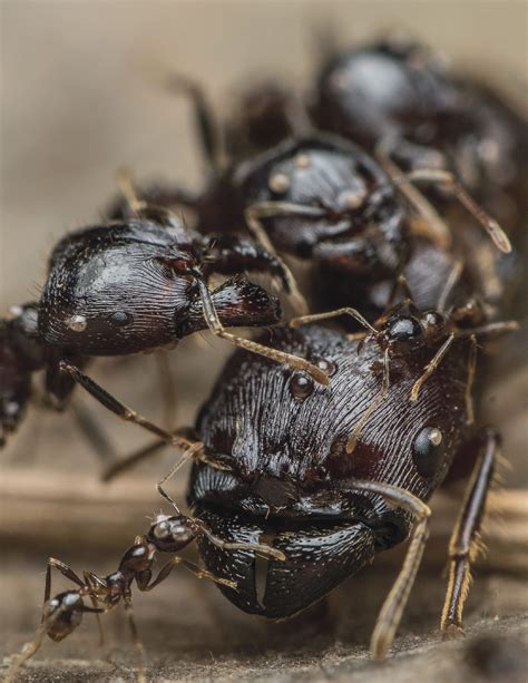 Earth is home to nearly 20 quadrillion ants | Popular Science