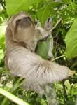Sloth - World Land Trust