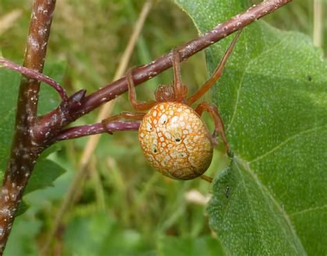 Spider articles | Wyre Forest Study Group