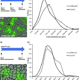 Silencing p97 preserves the fibre area of atrophying muscles of mice ...