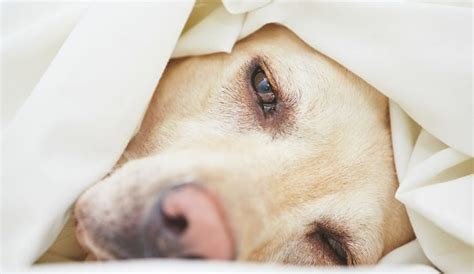 Hemorrhagic Gastroenteritis in Dogs (What You Should Know!)