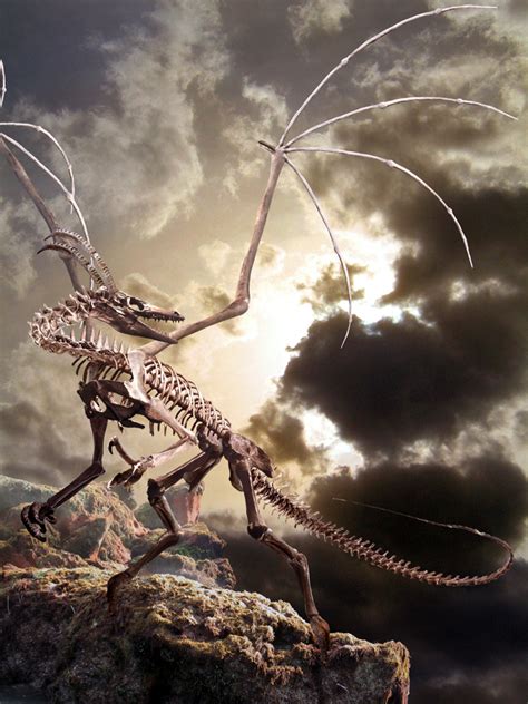 Dragon skeleton by Ahyicodae on DeviantArt