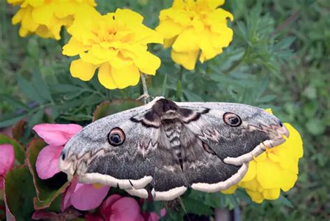 Cecropia Moth Facts for Kids - Education site