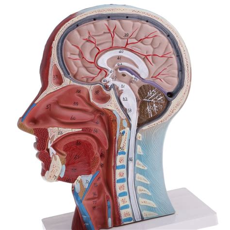 Anatomy Of Face - Anatomy Reading Source