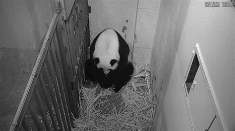 Panda cub’s birth at Washington zoo delivers ‘much-needed moment of pure joy’ - National ...