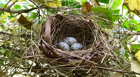 Northern Cardinal Nest – Seashore to Forest Floor