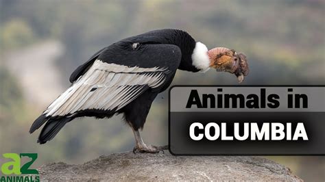 The Awesome Native Animals In Colombia You Need to Know - YouTube