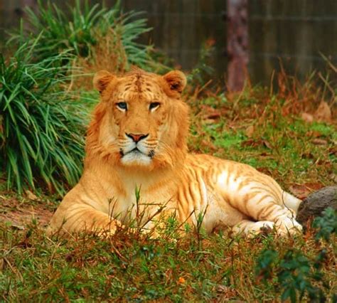 Liger Cubs in China