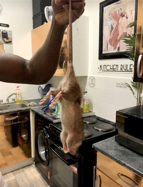 Monster rats have invaded people's homes after restaurants shut in lockdown | Metro News