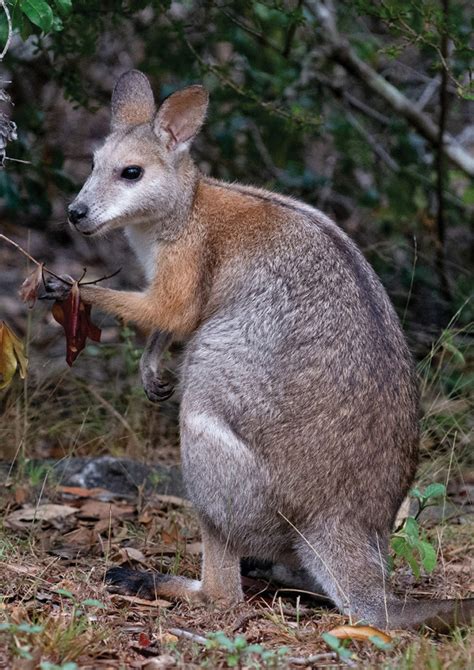 Macropods of SEQ - Land for Wildlife