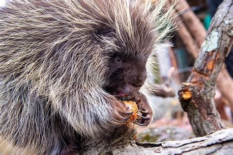 South American Porcupine