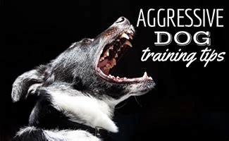 Aggressive Dog Training Tips: Calming The Beast - Canine Journal