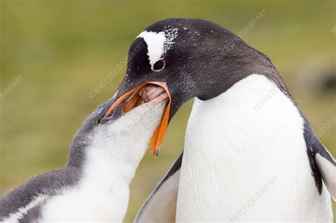 Gentoo penguin feeding its chick - Stock Image - Z808/0181 - Science ...