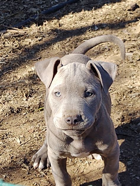 57+ Bull Terrier Puppies San Antonio Tx Photo - Bleumoonproductions