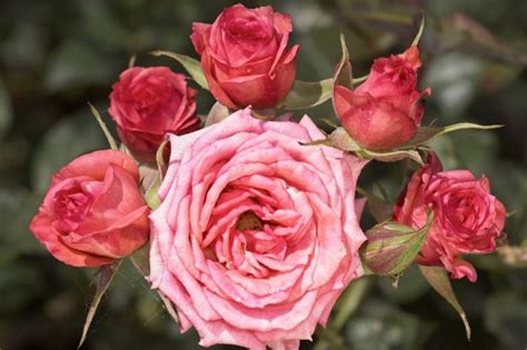 15 Types Of Miniature Roses By Color - SONG OF ROSES