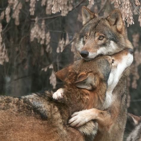 wolf hug | Flyby | The Harvard Crimson