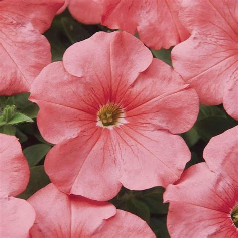 Petunia - Madness Series Flower Garden Seed - 1000 Pelleted Seeds - Simply (Salmon Pink) Blooms ...