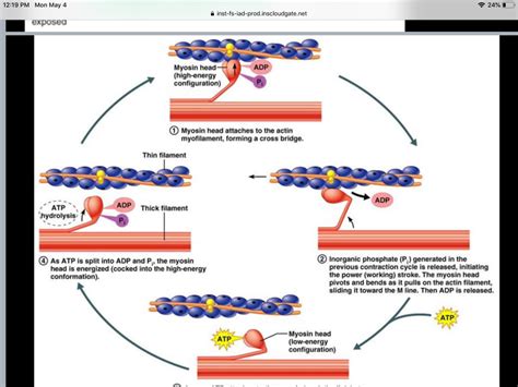 Solved Describe the ATPase cycle of myosin II. Use the | Chegg.com