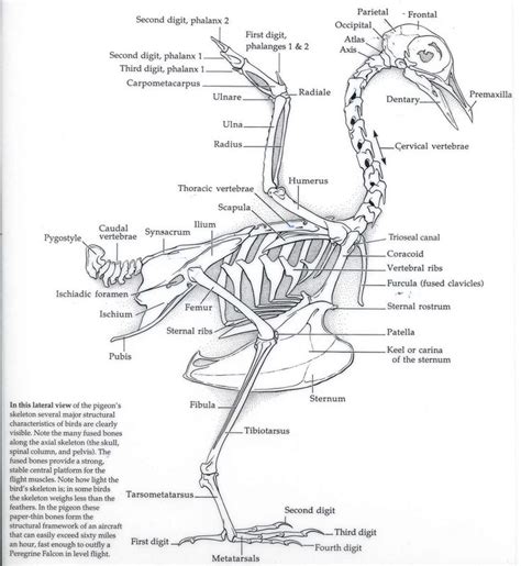 35 best ideas about Wildlife Research on Pinterest | Peregrine falcon, Elephant videos and Track