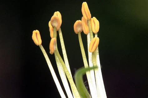 Botany word of the day : Filament: The stalk of the stamen bearing the anther.