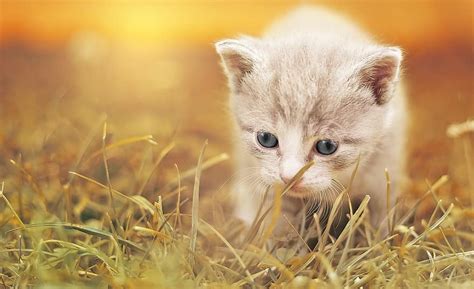 cat, small, kitten, domestic cat, pet, cute, sweet, cat baby, cat face, playful, eyes | Pikist