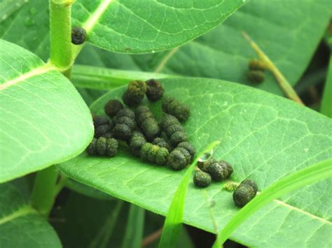 What is Butterfly Poop Called? 💩 🤭 - Johnny Butterflyseed