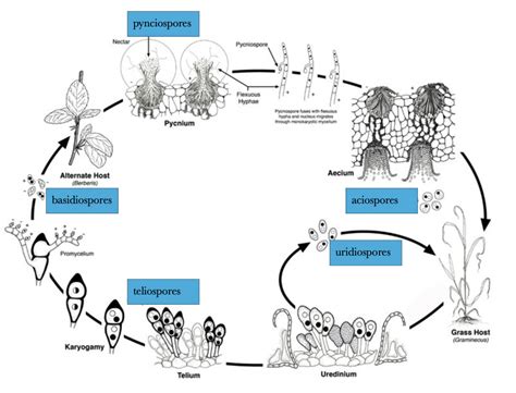 Endoparasite Life Cycle