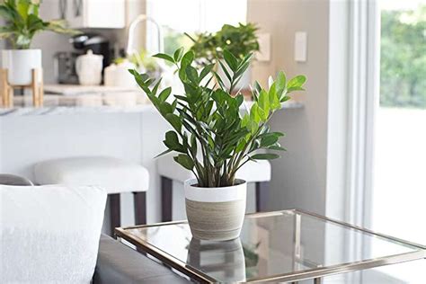 12 indoor plants that are easy to keep alive