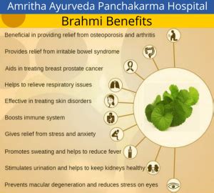 Brahmi Benefits - Autism Ayurvedam