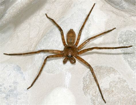 Huntsman Spider Georgia images