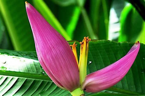 100 Pink Dwarf Banana Tree Fruit Plant Seeds Musa velu. Rare Fast Hardy ...