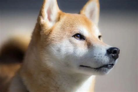 Shiba Inu Husky Mix - What You Need To Know