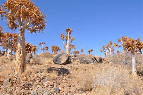 Ecosystem, Vegetation, Tree, Shrubland Picture. Image: 114713907