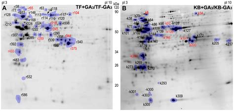 Frontiers | Gibberellin-Stimulation of Rhizome Elongation and Differential GA-Responsive ...